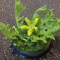 Banlle tasting menu - Palm fruit with seaweed, chilli flakes and papya flower at Banlle in Siem Reap