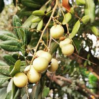 ליצ'י at Banlle in Siem Reap