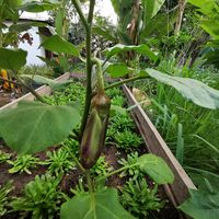 חציל at Banlle in Siem Reap