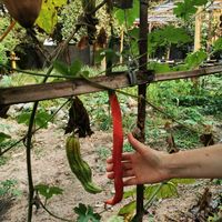 כניסה למקום. at Banlle in Siem Reap