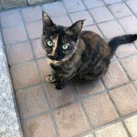 My dining companion at Platan in Samarkand