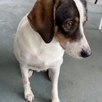 Cute server  at Organico Fortuna in La Fortuna