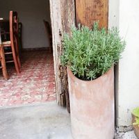 💚⛩️💚 at Recaudo in San Andres Cholula