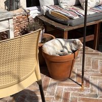 a cat that is very friendly and lounges around  at Kaldrma in Bar