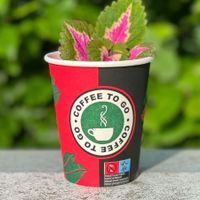 The geve me a cutting of their beautiful coleus at Ronja in Muelheim