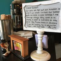 reading cat at Fat Cats in Austin