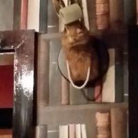 dead animals on the walls. sit in main dining room not bar to avoid at Mosaic in Swansea
