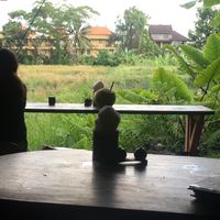 View out of the back of the restaurant; rice fields  at Atman Kafe in Ubud