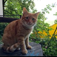 the house cat at Die Pause in Marburg