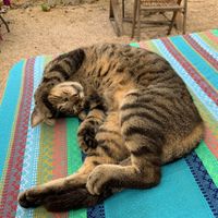 “Cantí" at Suculenta in Tulum