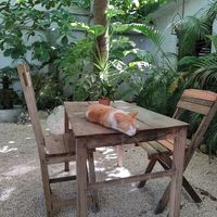  at Suculenta in Tulum