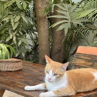   at Suculenta in Tulum