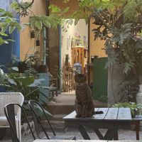   at Suculenta in Tulum