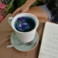 Sweet pea tea at FatCat in Pai