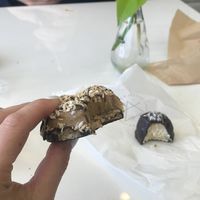 Vegan Samoa!!  at Rooted Juicery + Kitchen - Madison Rd in Cincinnati