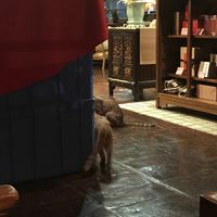 some cats running around  at The Summer Tea House - 静颐茶馆 in Shenzhen