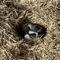 Meow meow   at Willows Animal Sanctuary Gift Shop in New Pitsligo