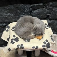 Meow meow   at Willows Animal Sanctuary Gift Shop in New Pitsligo