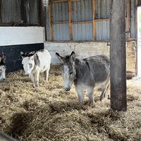 Donkeys   at Willows Animal Sanctuary Gift Shop in New Pitsligo