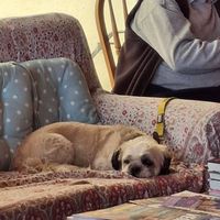 Bonus this cutie 🐶💚 at The Wallflower Cafe in Herne Bay