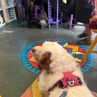 Totally spoiled our Clumber with floor cushions, floofs, treats, water and not minding him getting in their way.  at Cafe Shanti in Lincoln