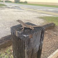 Saw this little guy outside 😍  at Valhalla Bakery in Orlando