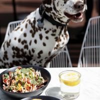 Happy puppies in the dog-friendly courtyard!!  at Serotonin Eatery in Burnley