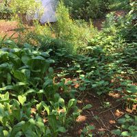 Garden photo 2 at Eat Well Canteen 慧食堂 in New Territories