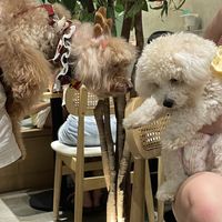  #Veganuary at Brown Poodle in Penang