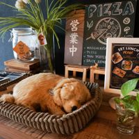 display at Brown Poodle in Penang