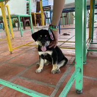puppy!!   at EL Cafe International Vegan Food in Phan Thiet