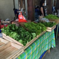 lots of fresh organic greens  at Organic Farmers' Market Chiang Mai in Chiang Mai