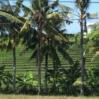 Nice view  at Oma Jamu in Canggu
