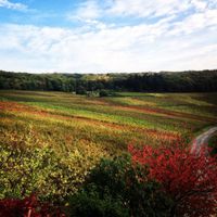 Vineyards around the house  at Försters Weinterrassen in Ahrweiler