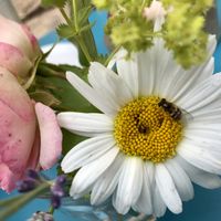 table decoration with real hover fly ;) at Coffifee in Stralsund