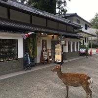 The deer love it too! at Rokumeien in Nara