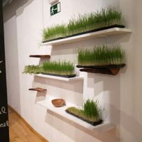 Wheatgrass  at Petit Brot - Cold Press Raw Eco in Barcelona