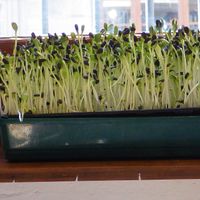 Herb garden at Petit Brot - Cold Press Raw Eco in Barcelona