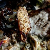 I had the seitan steak bowl, creamy mushroom quinoa, caramelized onions, avocado, teriyaki seitan steak and aside of sweet potato fries and vegan herb mayonnaise.  at Veggiezz - Am Salzgriess in Vienna