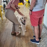 Even the local dogs know this place is a must at Vegab in Krakow