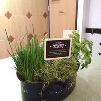 Cool-looking interior element: herbs in a pot with a message about the compostable packaging used in the restaurant :) at Swing Kitchen - Operngasse in Vienna