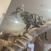 Cat next to our table   at La Ronronnerie in Nice