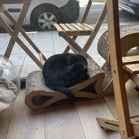 Sleepy kitty  at La Ronronnerie in Nice