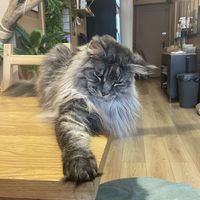   at La Ronronnerie in Nice