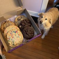 Luna approves of these vegan delights! 🐶🍪  at Baked of Bloomington in Bloomington