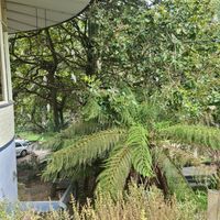 Beautiful setting at Kallista Tea Rooms in Kallista