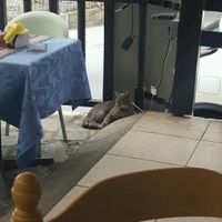 One of the cats at St. Paul's Pillar Restaurant in Paphos