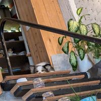 Doggy at De KleinKeuken in Kortrijk