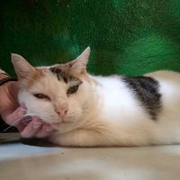  at Madre Tierra in Puerto Viejo De Talamanca