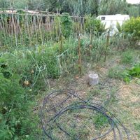 Growing tomatoes right next to the store at Quinta dos 7 Nomes in Sintra